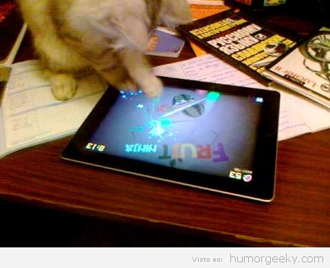Gato jugando al Ninja Fruit en un Ipad