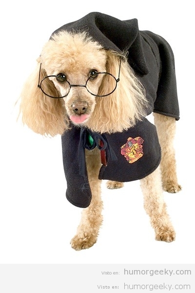 Perro en un concuerso de cosplay Harry Potter