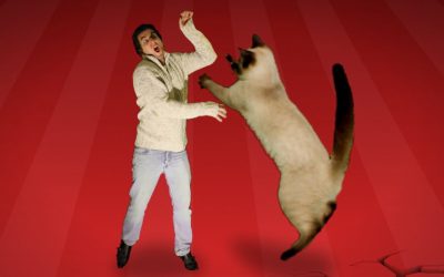 Gato vs hombre: ¡pelea!