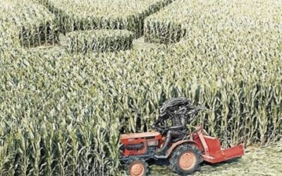 Toda la verdad sobre las señales extraterrestres en los campos de trigo