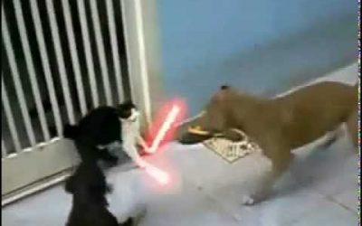 Perro contra gato con sable láser