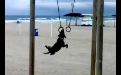 El perro gimnasta