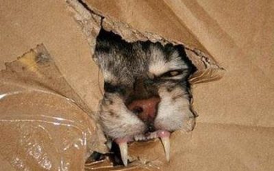 El gato de Schödinger