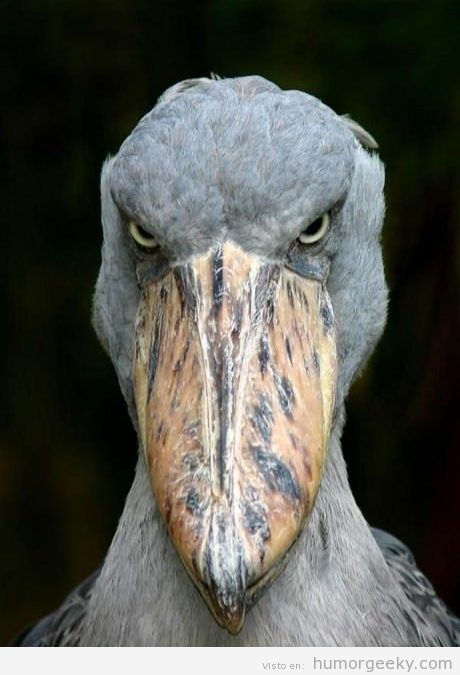 Esto, sí, que es un angry bird