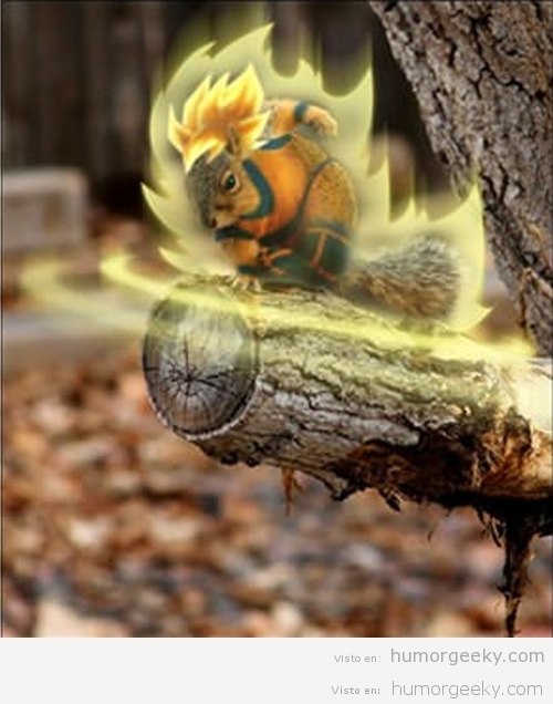 Ardilla Goku