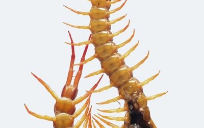 Escultura friki