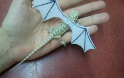 Quieres un dragón?