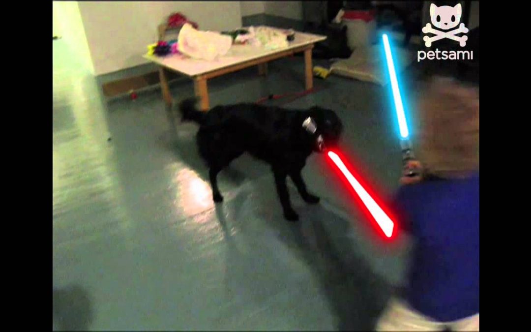 Perro y niño Jedi en plena pelea