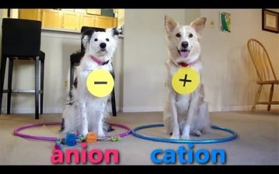 Perros enseñando química