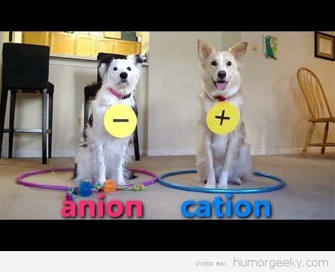 Perros enseñando química