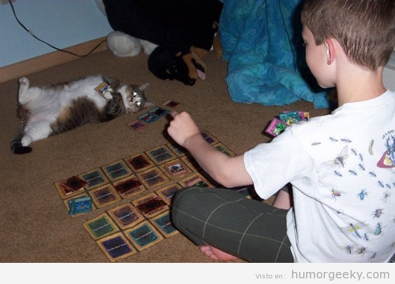 Jugando a las cartas con el gato