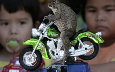 Monster frog