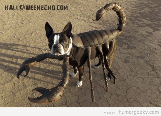 Perro disfrazado de escorpión
