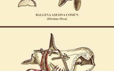 Ballena asesina experta