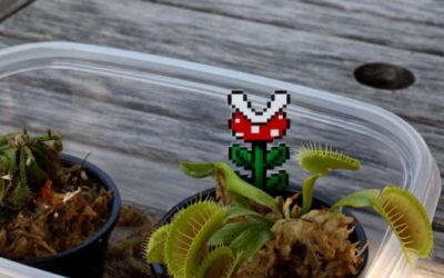 Anda, una planta carnívora