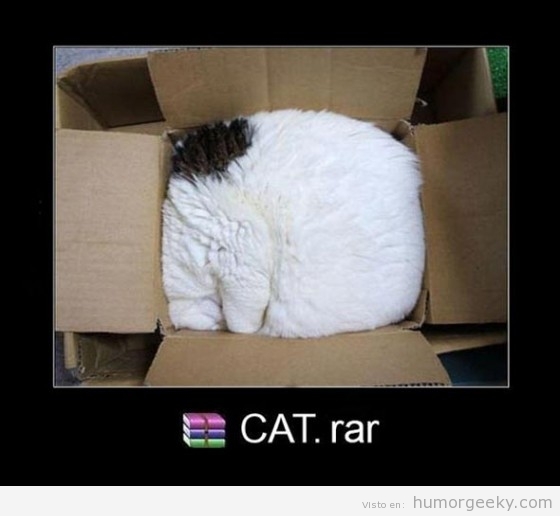 Gato metido en una caja