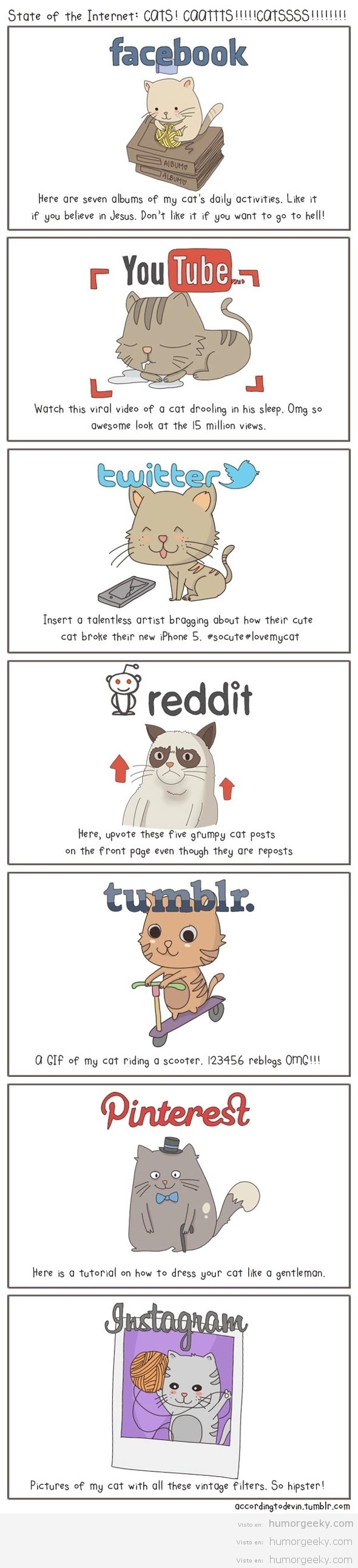 Gatos en internet