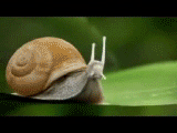 Los caracoles son muy lentos