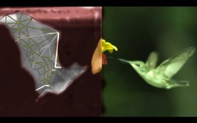 Diferencias entre el vuelo de un murciélago y un pájaro