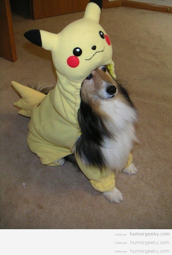 Perro disfrazado de Pikachu