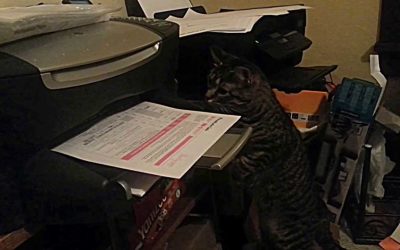 Gato Vs impresora: Fight!