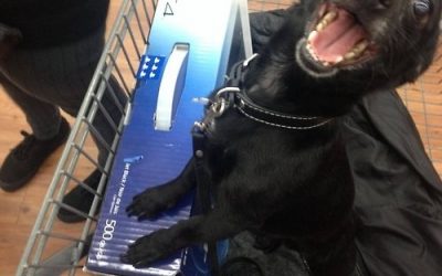La alegría de comprar una PS4