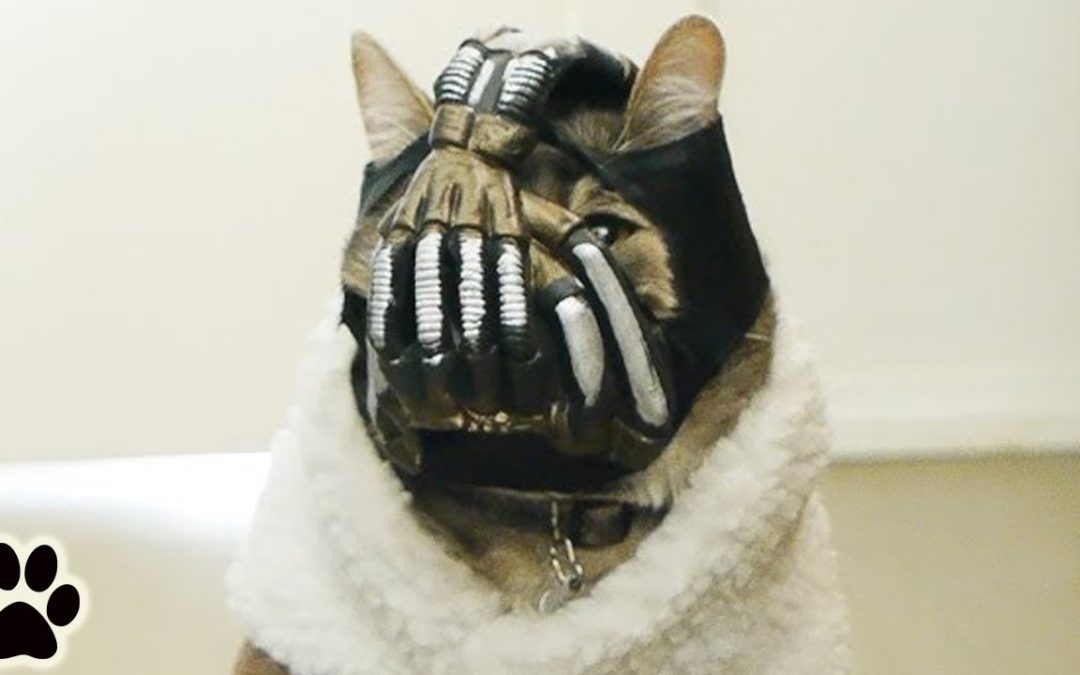 El gato de Bane