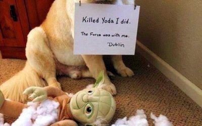 El perro que se cargó a Yoda…