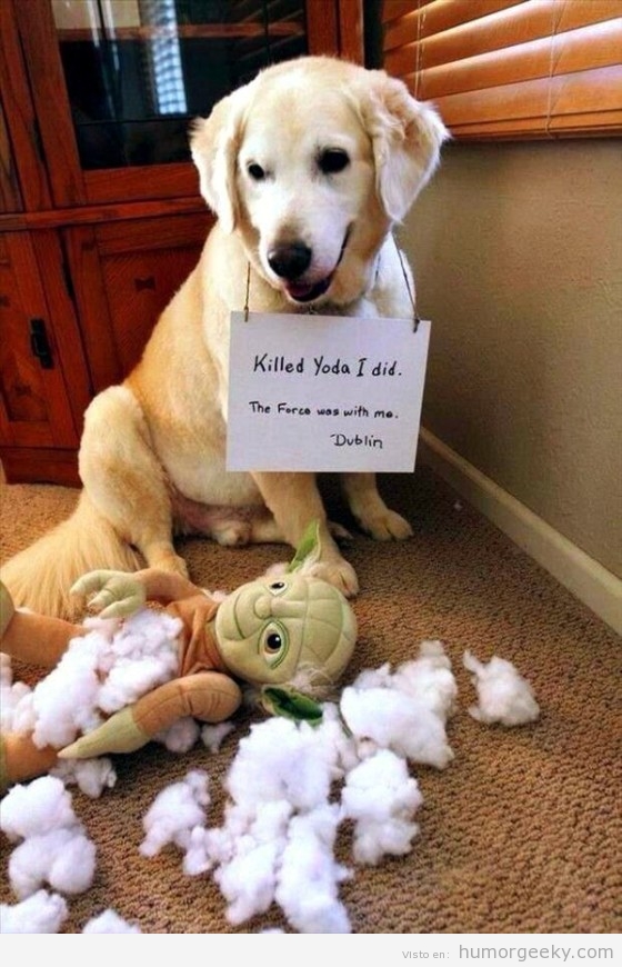 Foto graciosa perro matar peluche Yoda