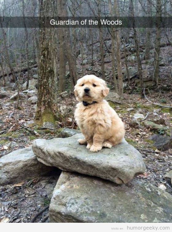 Foto graciosa cachorro de perro Golden, guardian de los bosques